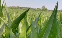 Pole kukurydzy - Rożnowo