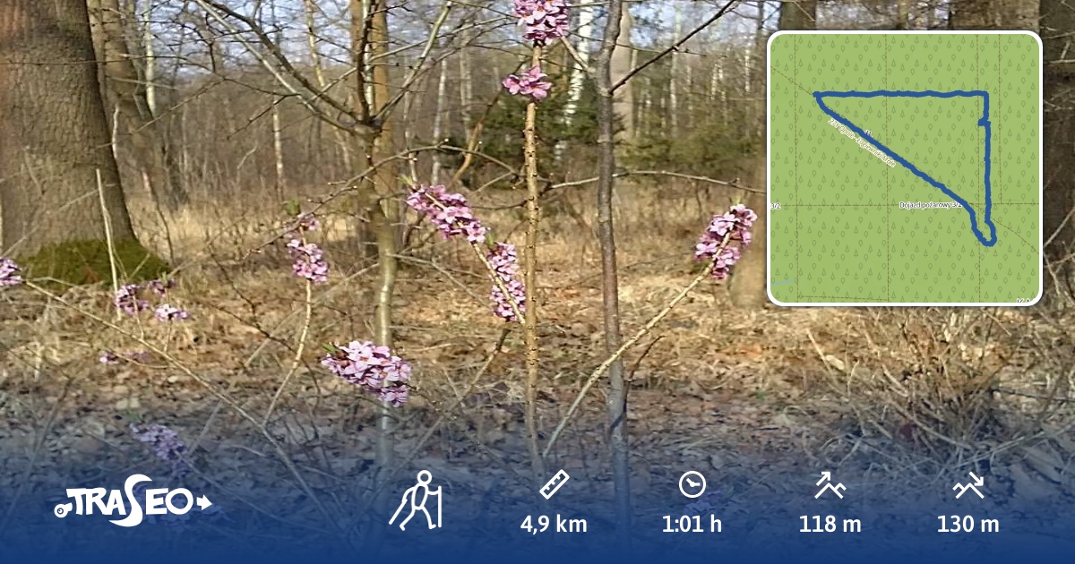 Trasa nordic walking Suchy BórFalmirowice Traseo.pl